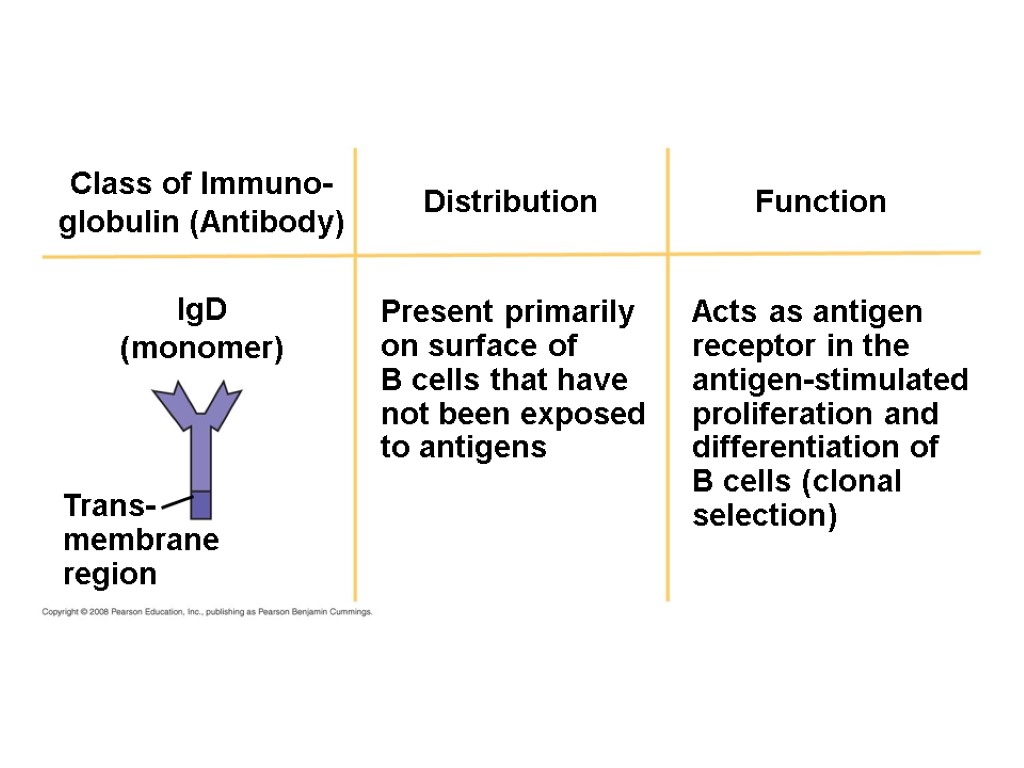 Distribution Function Class of Immuno- globulin (Antibody) IgD (monomer) Trans- membrane region Present primarily